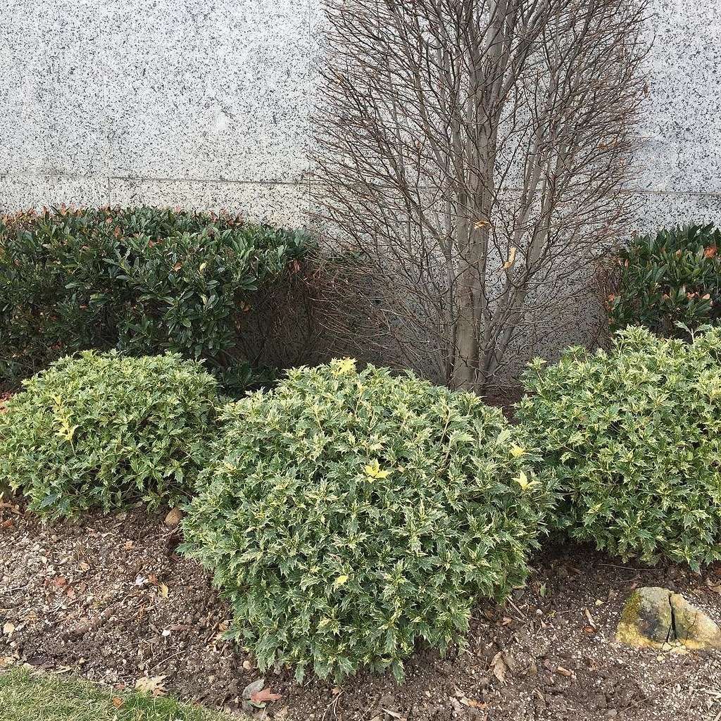Osmanthus heterophyllus in situ.